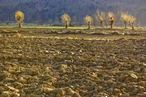 Secetă puternică în Dobrogea Poza 246524