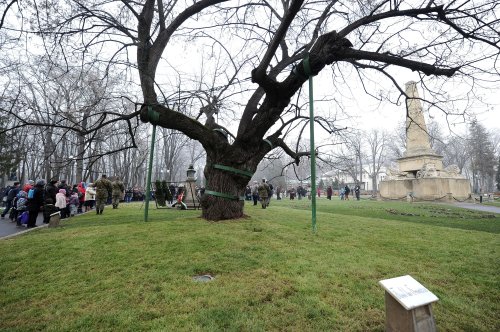 România va avea un Catalog al arborilor  remarcabili Poza 250089