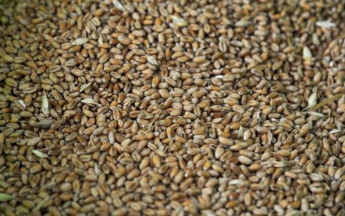 Producătorii de cereale pot cere ajutorul financiar Poza 252205