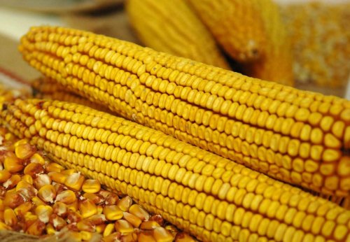 România a primit acordul de a opri importul cerealelor ucrainene Poza 252755