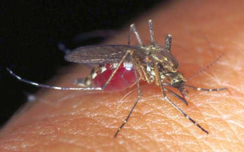 Tot mai multe cazuri de infecţii transmise de țânțari Poza 260141
