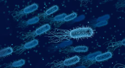 Toxiinfecția alimentară şi E. coli, pericole în perioada de vară Poza 262295