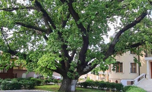 Stejar multisecular în Buzău Poza 262790