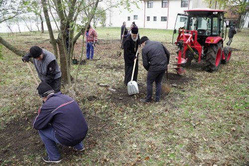 Vlăstare plantate în așteptarea sărbătorii Sfântului Apostol Andrei la Dunărea de Jos Poza 277862