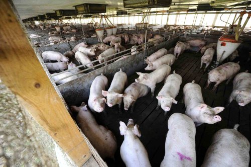 Pestă porcină în cea mai mare fermă din Vrancea Poza 285052