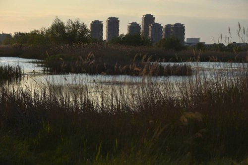 Acțiune de ecologizare în Parcul Văcărești Poza 287919