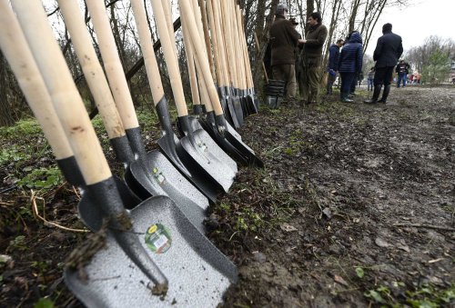 Plantări de puieți în Maramureș Poza 291426