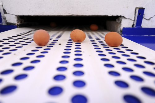 EFSA: Ouăle și carnea de pui nu au urme de hormoni și antibiotice  Poza 293348