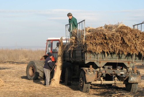 Critici asupra agriculturii din Deltă bazate pe subvenții  Poza 295759