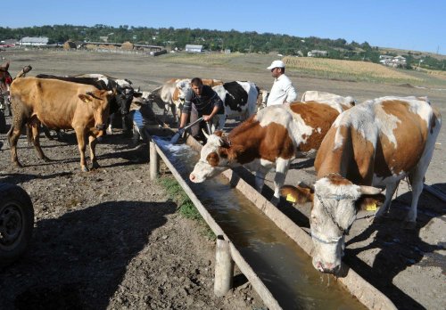 Măsuri de protejare a animalelor în perioadele caniculare Poza 299469