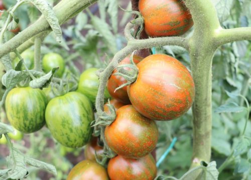 Tomată tricoloră obținută la Buzău Poza 299471