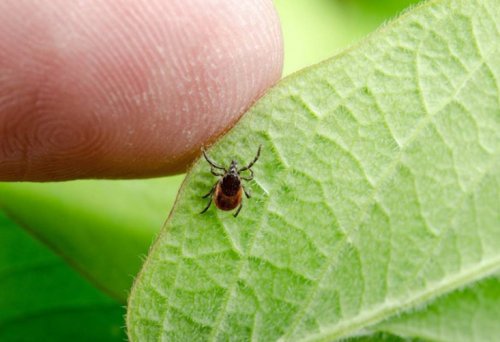 Metode de profilaxie a bolii Lyme Poza 300208