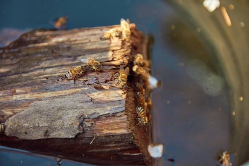 Bărcuitul: o metodă veche de „vânare” a albinelor sălbatice Poza 301005