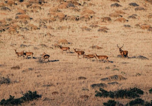 Cea mai mare migrație anuală de antilope de pe planetă Poza 301583