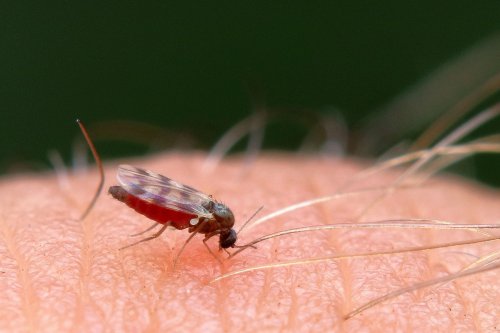 Cum prevenim infecția cu virusul West Nile  Poza 304665