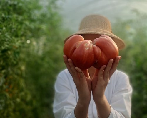 Tomată de 1,2 kg Poza 304761