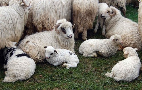 Perioadă dificilă pentru crescătorii de ovine Poza 307786