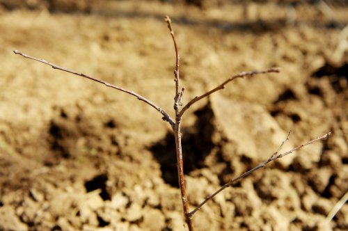 Pădure urbană de 60 de hectare la Tulcea Poza 308309