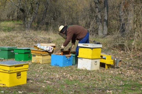 Familii de albine infestate cu un parazit în județul Hunedoara Poza 312155