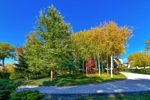 Sclipirile Luminii: Parcul „Grădina Maicii Domnului” al Reşedinţei Patriarhale din Bucureşti, toamna