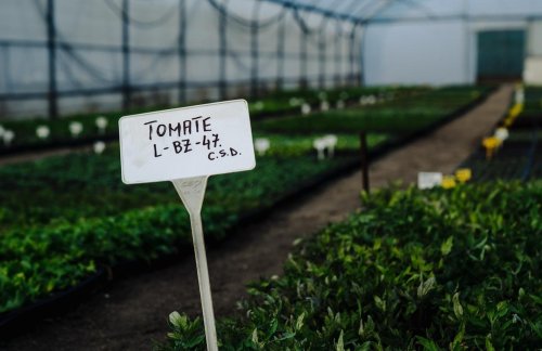 Amprentări genetice la tomate Poza 364115