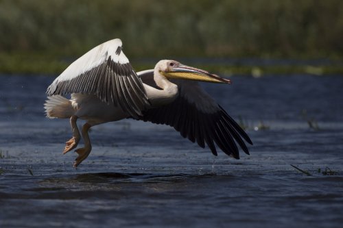 Turism de observare a păsărilor în Deltă Poza 377698