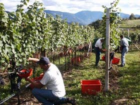 Reforma sectorului vitivinicol, în linie dreaptă