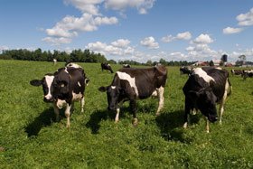 Criza omoară vacile de lapte în Europa