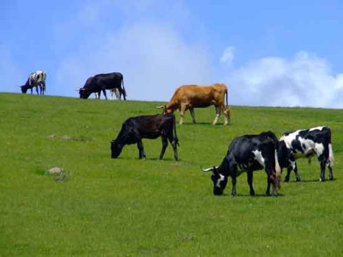 Teoretic, un fermier ar putea primi 400 de euro/ha în 2010