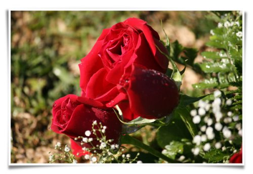 Utilizarea trandafirului în terapeutica medicală