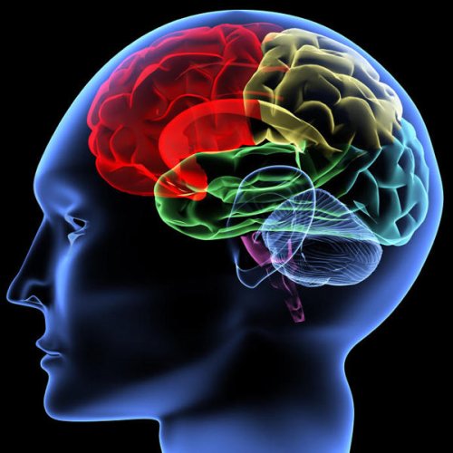 Introspecţia stimulează creşterea materiei cerebrale
