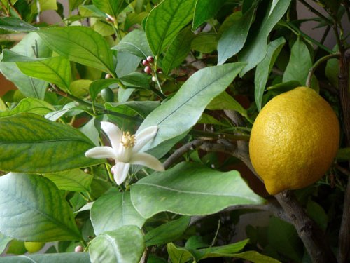 Lămâile, cea mai bună sursă de vitamina C