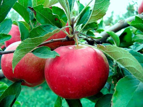 Despre efectele terapeutice ale mărului