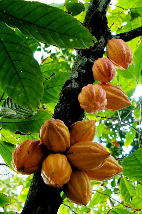 Virtuţile terapeutice ale arborelui de cacao
