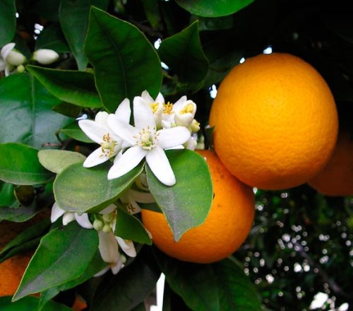 Despre proprietăţile terapeutice ale portocalului