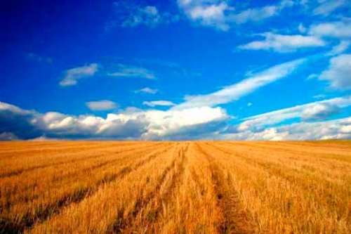 România, în topul ţărilor care cedează teren agricol