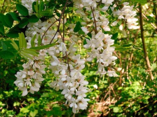 Florile de salcâm, un calmant digestiv natural