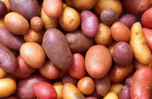Cartoful, cea mai bună rezervă de vitamine
