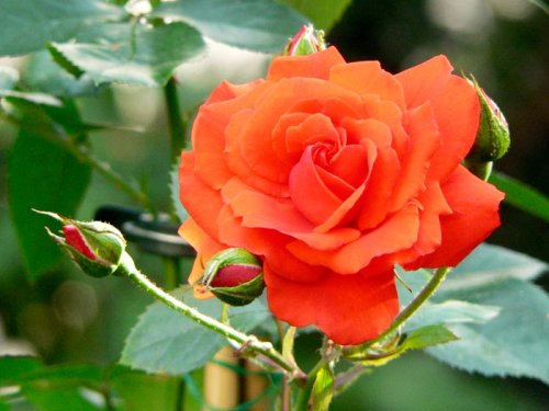 Utilizarea trandafirului în medicina naturistă