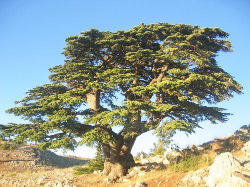 Copaci legendari din întreaga lume