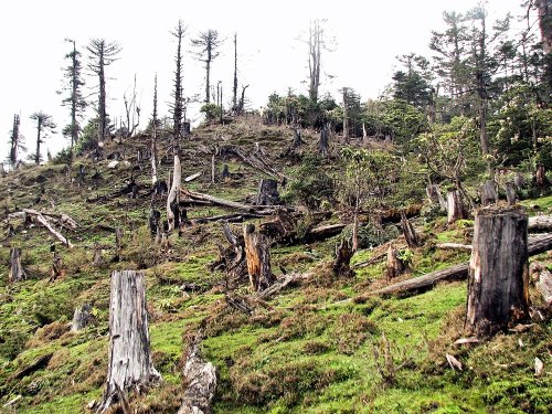 Greenpeace: „România pierde trei hectare de pădure pe oră“
