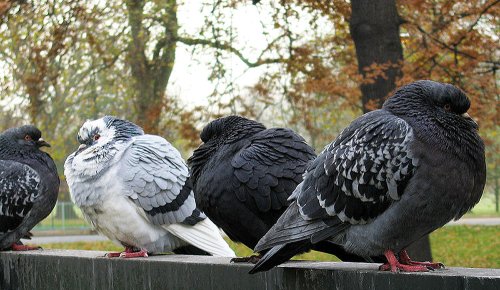 Câte ceva despre creşterea porumbeilor