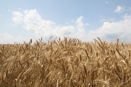 Prognoze optimiste pentru producţiile de grâu şi rapiţă