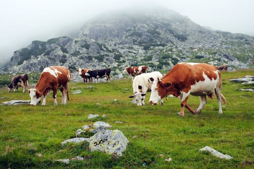 România, în topul crescătorilor de animale din Uniune