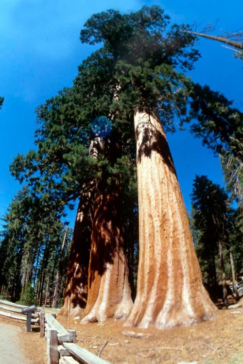 Arborii Sequoia