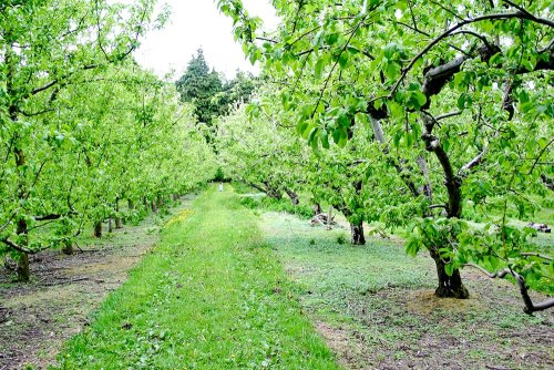 Lucrările de întreţinere şi îngrijire a pomilor fructiferi
