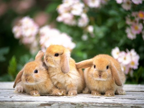 ABC-ul creşterii iepurilor de casă 