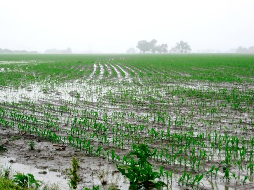 Fermierii afectaţi de calamităţi vor fi scutiţi de impozitul pe 2013