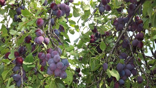 Prunele sunt tămăduitoare datorită antioxidanţilor