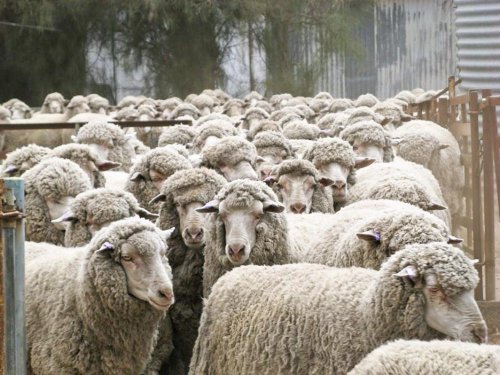 România ar putea relua comerţul cu ovine vii în Iordania